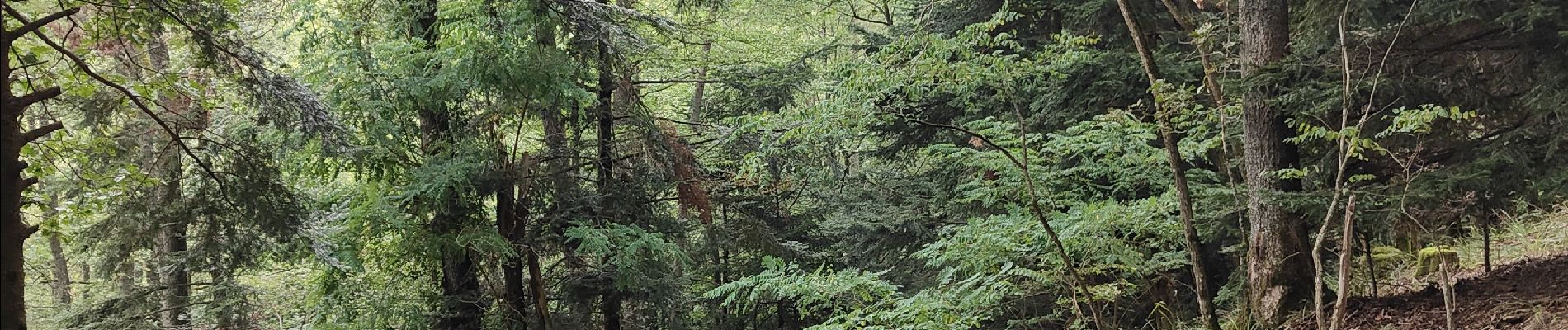 Randonnée Marche Steinbach - Cascade de Erzenbach - Photo