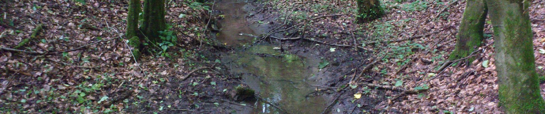 Tour Zu Fuß Johannesberg - Roter Schmetterling, Rundwanderweg Steinbach - Photo