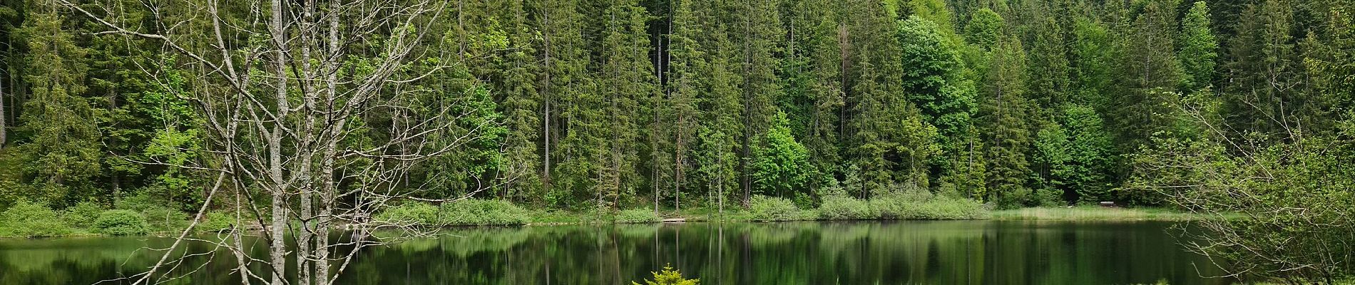 Tour Zu Fuß Oberaudorf - Wanderweg 9 - Oberaudorf - Photo