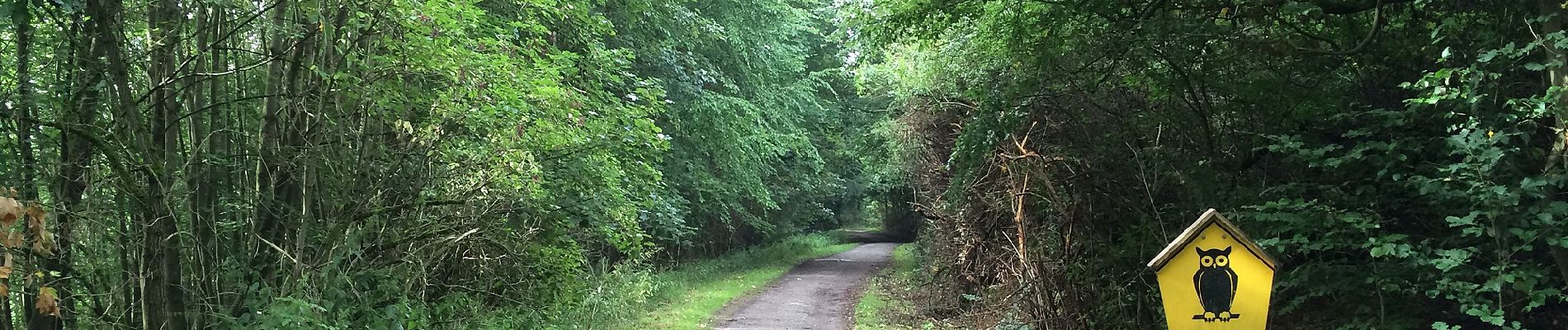 Tocht Te voet Vöhl - Nationalparkrundweg Ringelsberg-Route - Photo