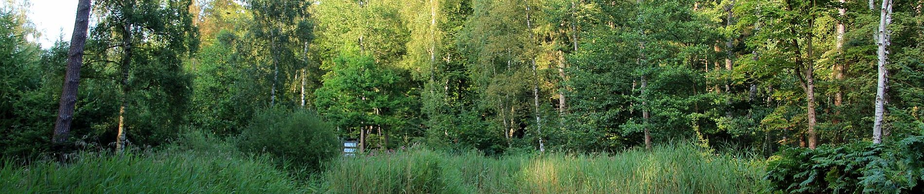 Tocht Te voet Kellenhusen - Kleine Waldroute, Kellenhusen - Photo