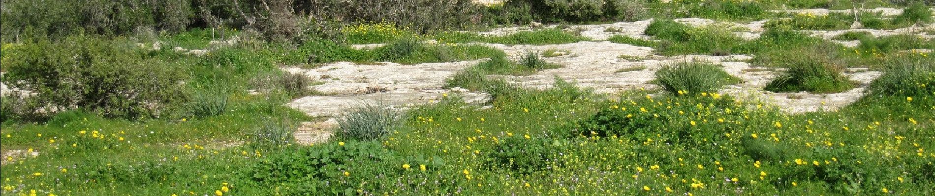 Trail On foot Lakhish Regional Council - IL-Parts are also a Regional Trail - Photo