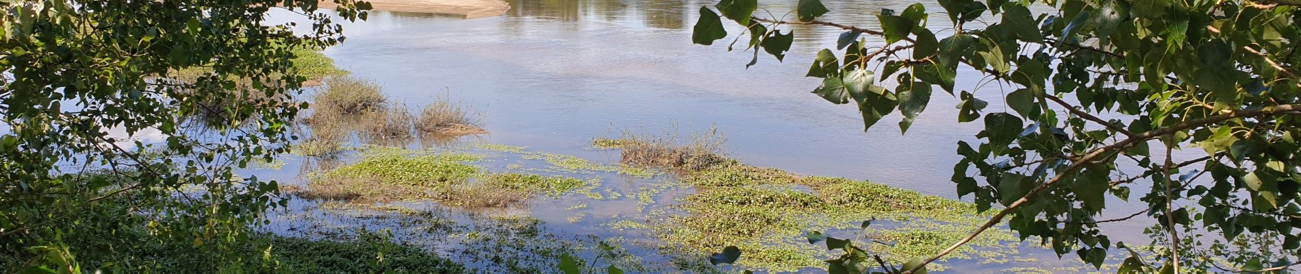 Randonnée Marche Bonny-sur-Loire - Bonny sur Loire - Photo