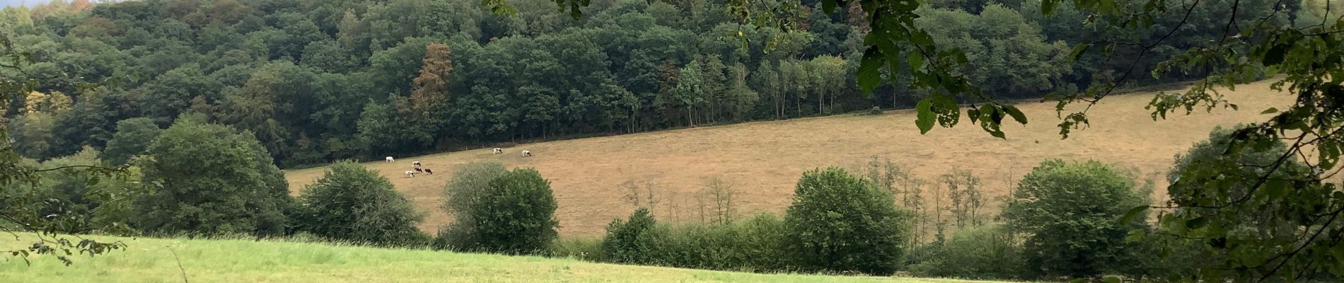 Randonnée Marche Assesse - Sorinne la longue  6,5 km - Photo