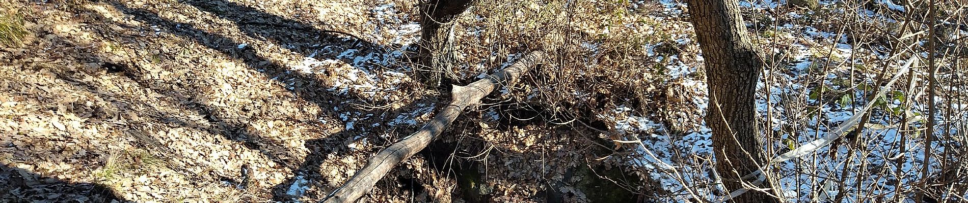 Randonnée A pied Pomáz - P+ (Lom-hegyi-nyereg, Tölgyikrek - Holdvilág-árok - Kiskovácsi puszta am.) - Photo