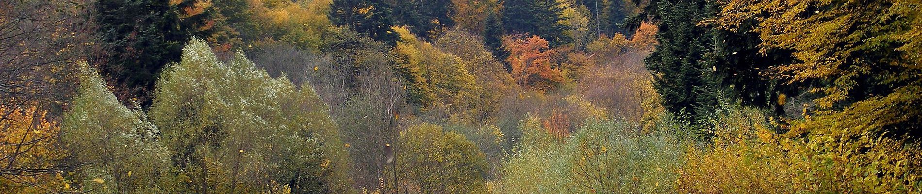 Tour Zu Fuß Daliowa - W przełomie Jasiołki - Photo