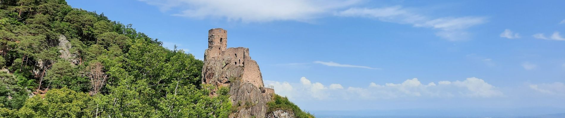 Excursión Senderismo Ribeauvillé - châteaux de Ribeauvillé  - Photo