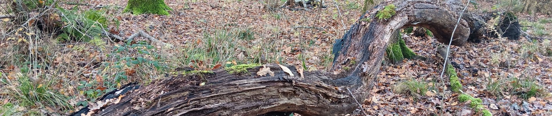 Trail Walking Seraing - la vecquée par les chemins de traverse - Photo