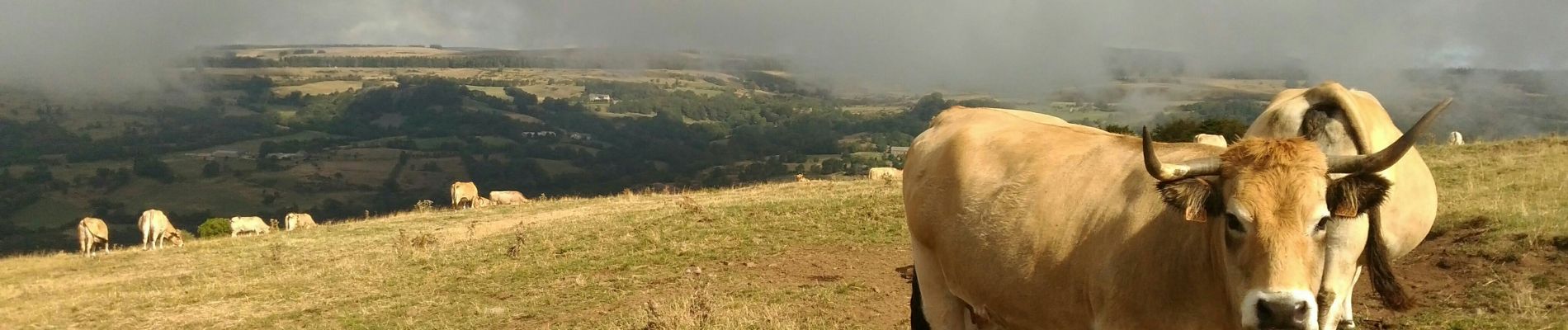 Trail Walking Saint-Chély-d'Aubrac - Boucle PR5 entre Saint Chély d'Aubrac et Aubrac - Photo