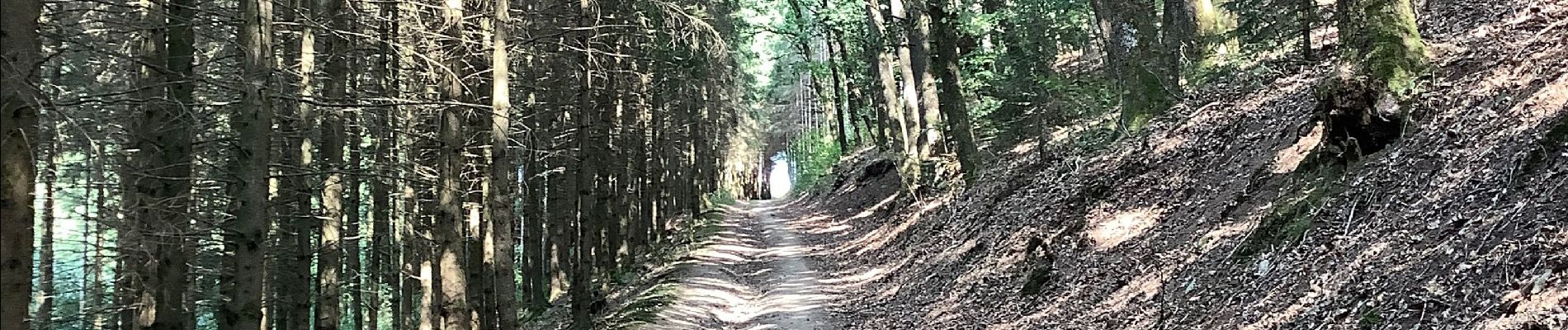 Excursión Senderismo Burg-Reuland - Lascheid Stoubach - Photo