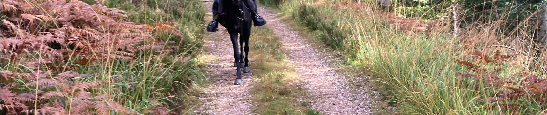 Trail Horseback riding Raon-l'Étape - Yoigo kalio la chipotte étang de saint-rémy - Photo