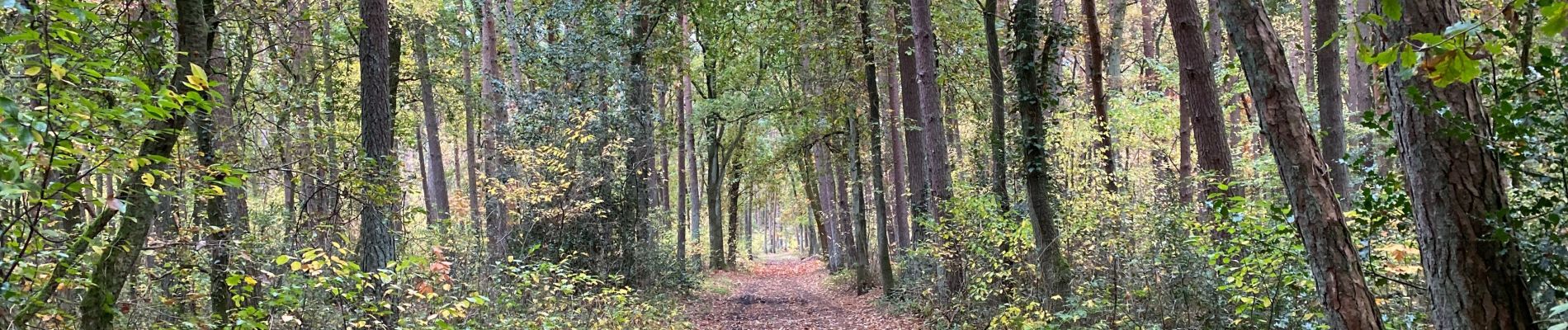 Tocht Stappen Maasmechelen - Opgrimbie 18 km - Photo