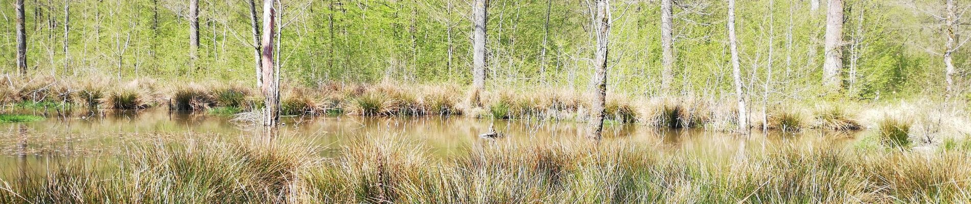 Tour Wandern Doische - Matagne la grande - Photo