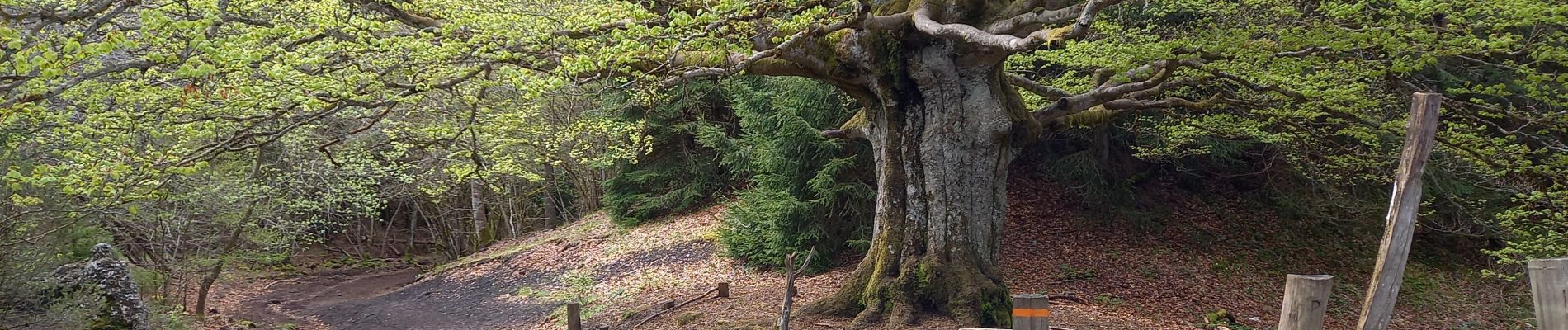 Tour Wandern Aydat - Puys de Lassolas, de la Vache, de Vichatel 5.5.24 - Photo