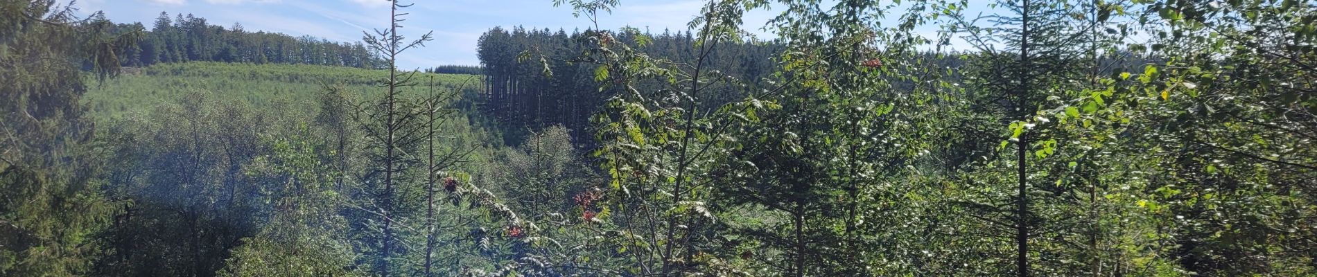 Tour Wandern Dreibrücken - rando logbiermé 6-08-2024 - Photo