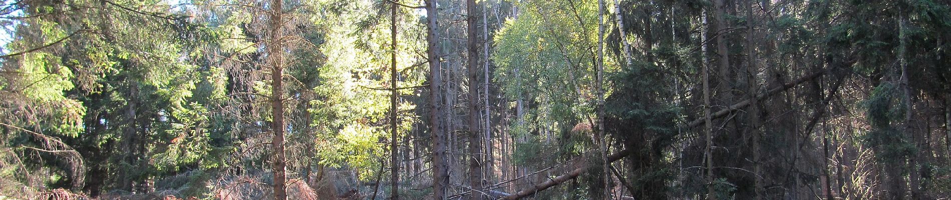 Percorso A piedi Kaufungen - Niederkaufungen, Rundweg 25 - Photo