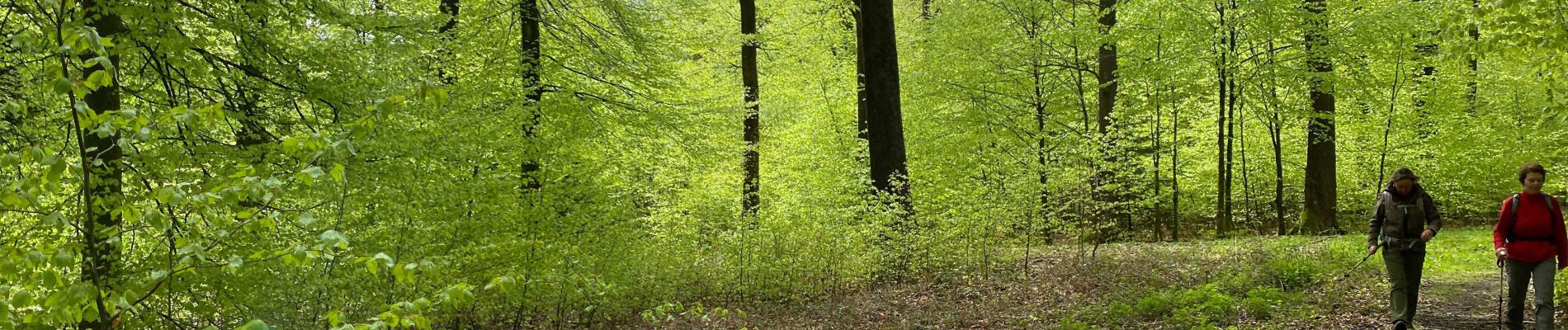 Randonnée Marche Gedinne - Croix Scaille Louette 24 km - Photo