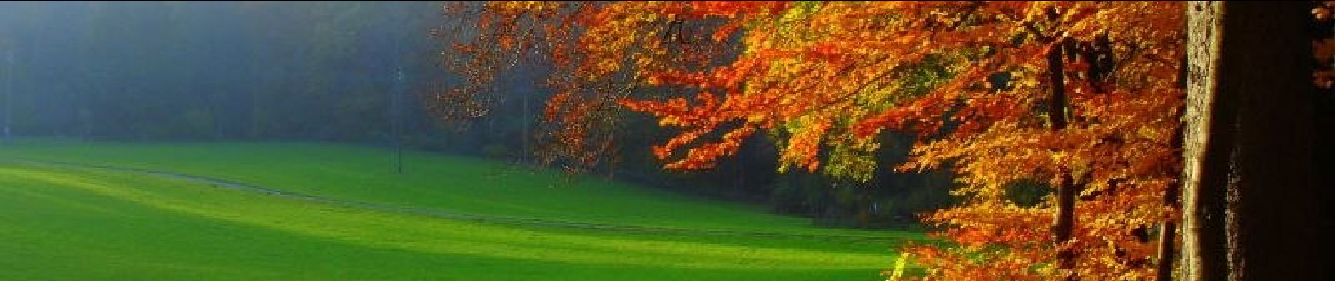 Tour Zu Fuß Zürich - Weidberg - Grüenwald - Photo