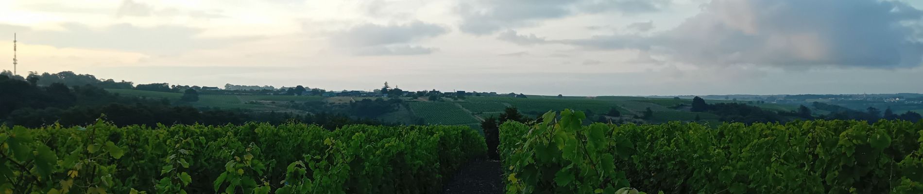 Randonnée Marche Rochefort-sur-Loire - Rochefort sur Loire - Photo