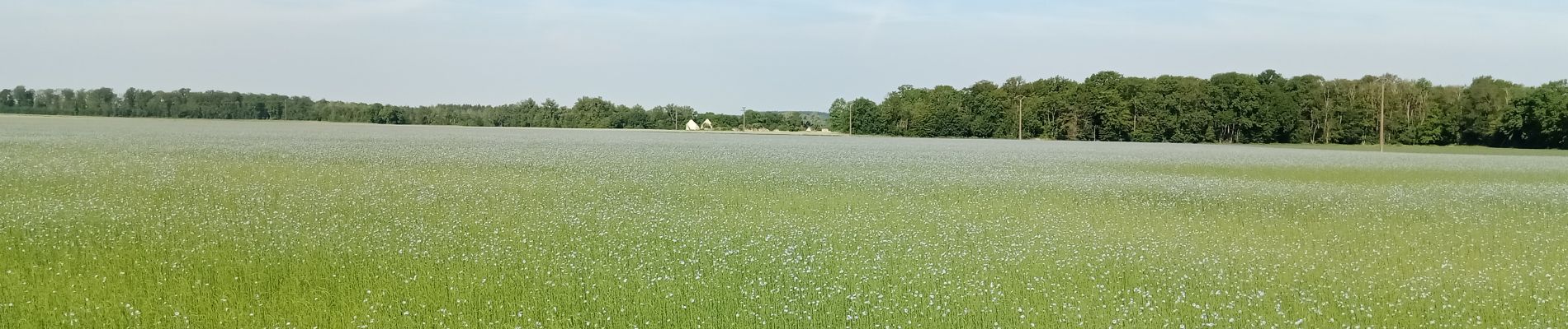 Trail Walking Nogent-l'Artaud - Nogent l'Artaud du 15/06/2023 - Photo