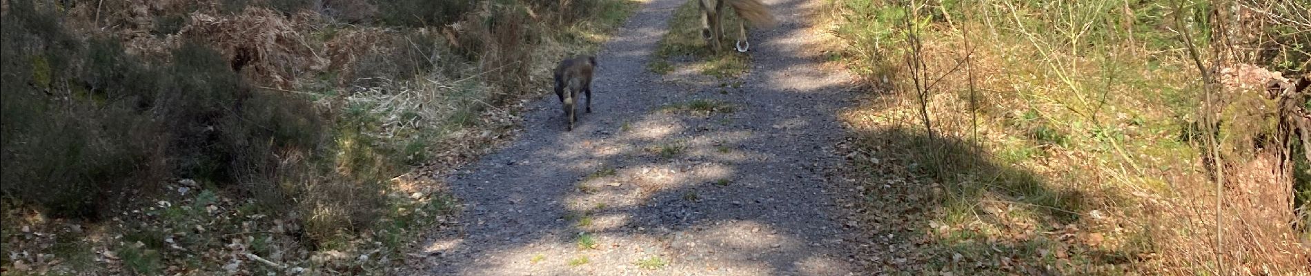 Excursión Paseo ecuestre Raon-l'Étape - Yogo Claude tivio kaline - Photo