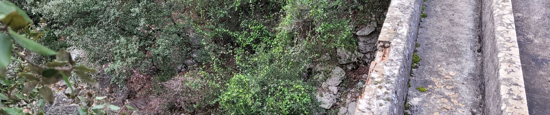 Trail Walking Signes - Le Latay (champignons) - Photo