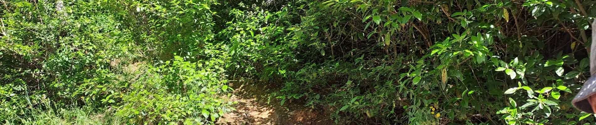 Excursión Marcha nórdica Aubagne - garlaban - Photo