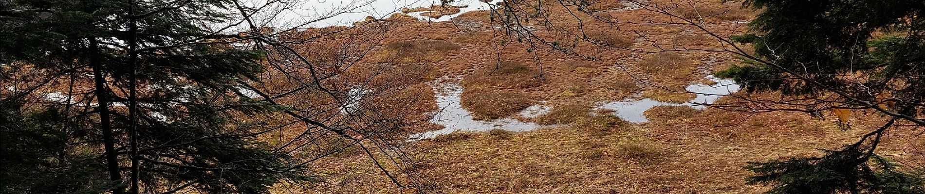 Trail Walking La Bresse - Tour du lac de Lispach - Photo