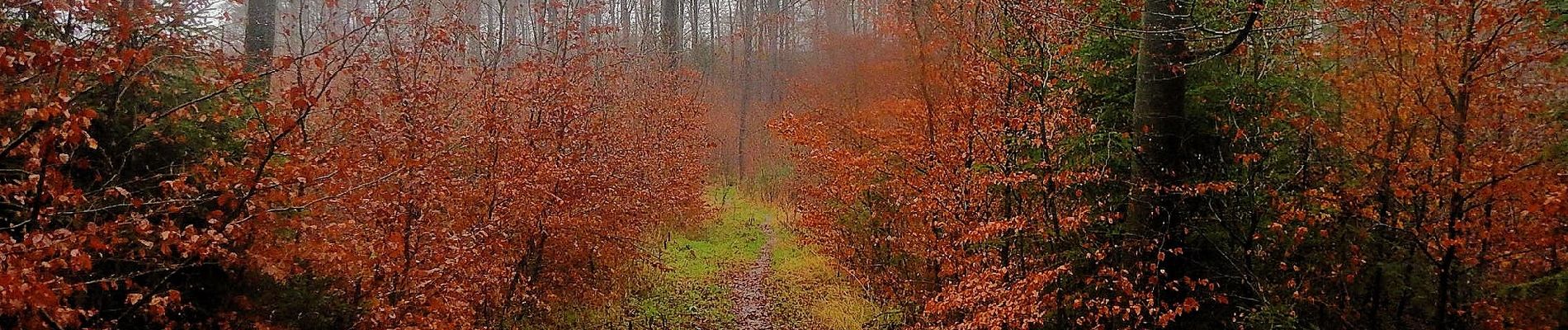 Tour Zu Fuß Balve - Langscheid Rundweg L4 - Photo