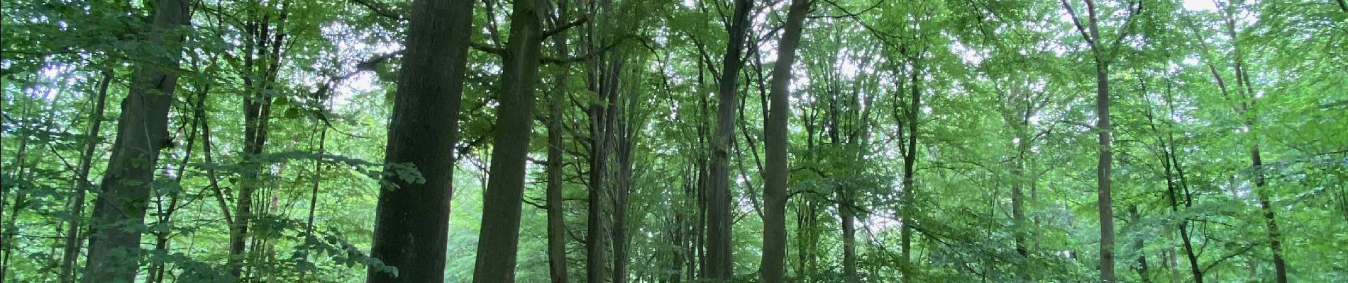 Tocht Stappen Oud-Heverlee - Oud-Herverlée - Photo