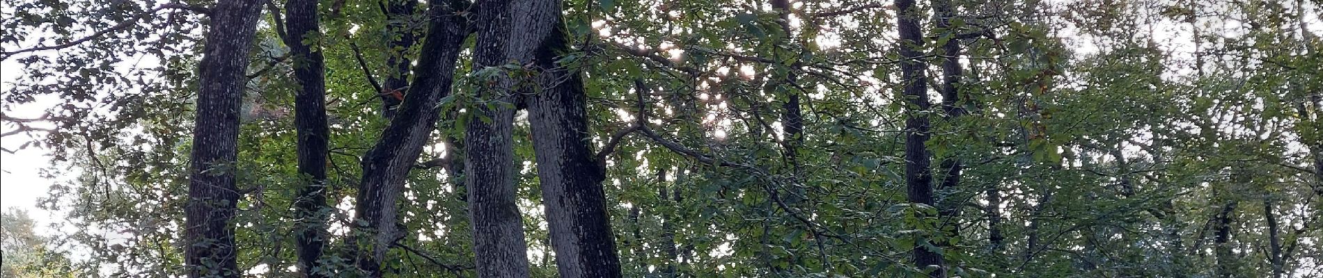 Excursión Marcha nórdica Fontainebleau - Bas Breau  - Photo