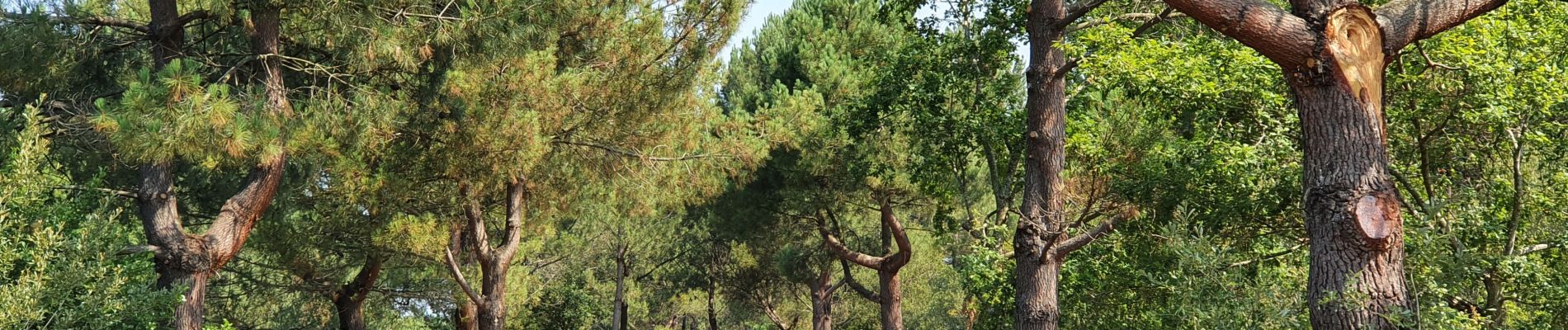 Tour Hybrid-Bike Biscarrosse - Biscarrosse - Les petits étangs - Photo