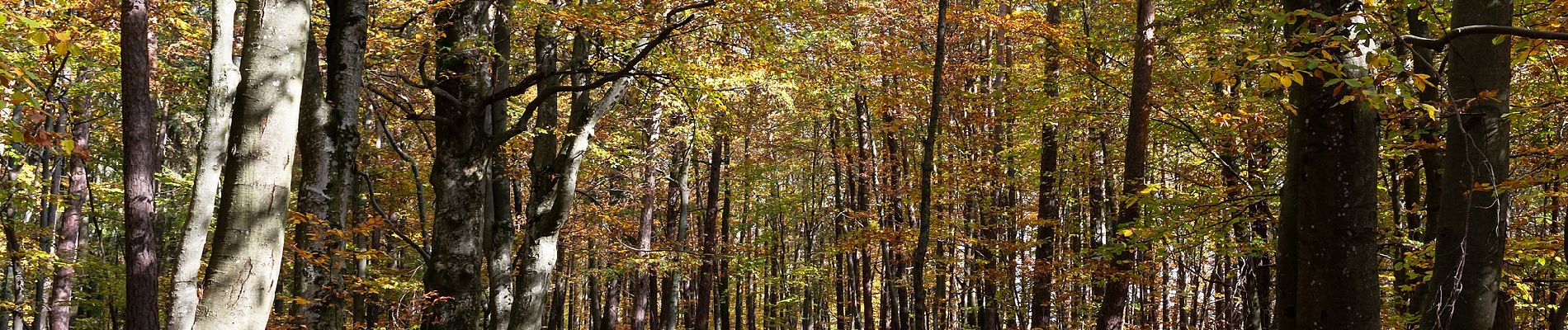 Tocht Te voet Bad Loipersdorf - Lautenberg/Schaufelberg Runde (Weg 7) - Photo