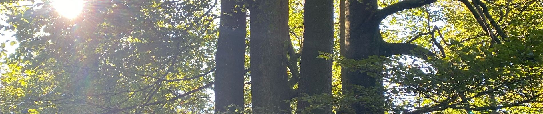 Tour Wandern Nassogne - Nassogne, le laid trou - Photo