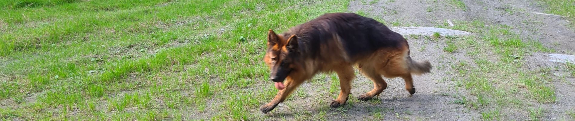 Tocht Stappen Paliseul - avec Sirius le 31 août 2024 - Photo