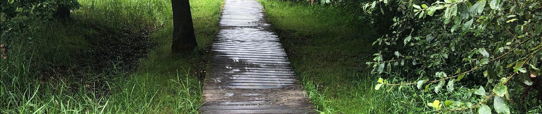 Tocht Stappen Oud-Heverlee - Dode Beemd promenade - Photo