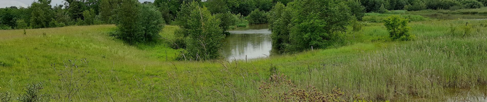 Tocht Stappen Weil am Rhein - île du Rhin PCA côté allemand  - Photo