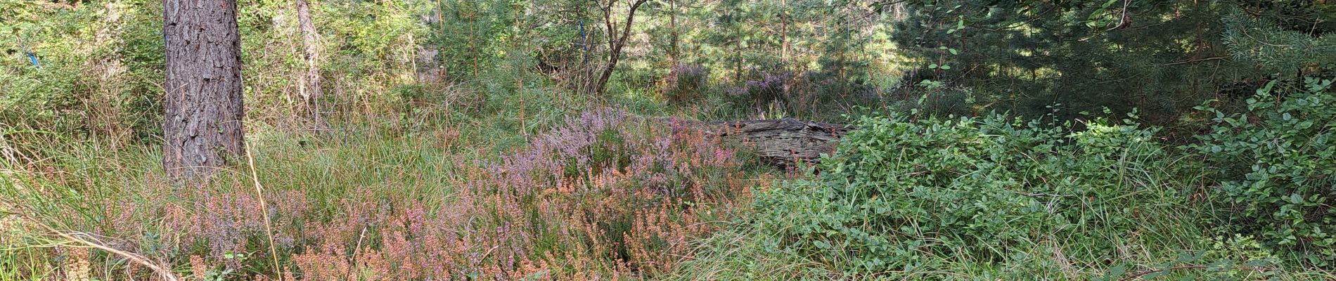 Tocht Stappen Fontainebleau - T- Bourron - Photo