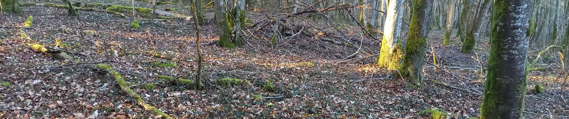 Tocht Stappen Bouilly - Bouilly 17km le 28.02.2022 - Photo