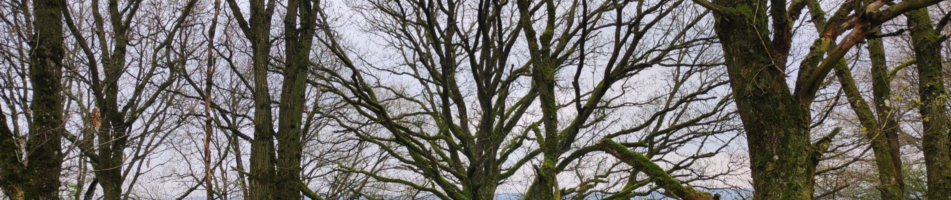 Tour Wandern Doische - Doische boucle via champs et barbelé  - Photo