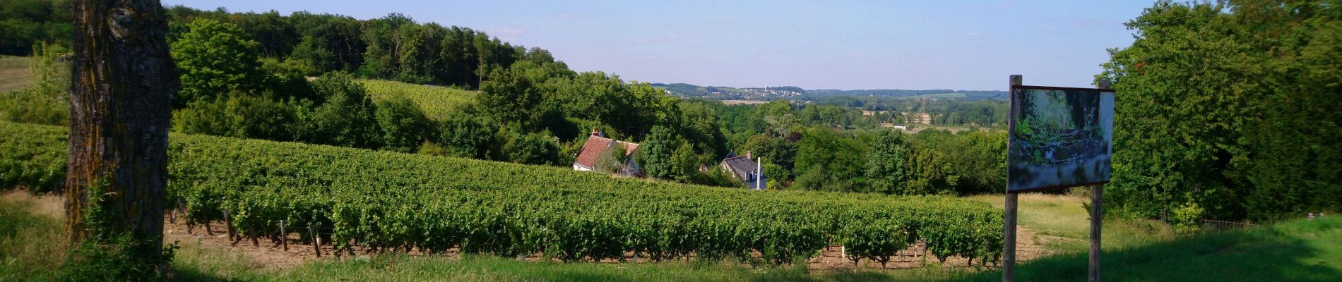 Tour Wandern Vernou-sur-Brenne - Vernou-sur-Brenne - Jallanges Vouvray Compostelle - 16km 180m 3h40 - 2022 07 06 - Photo