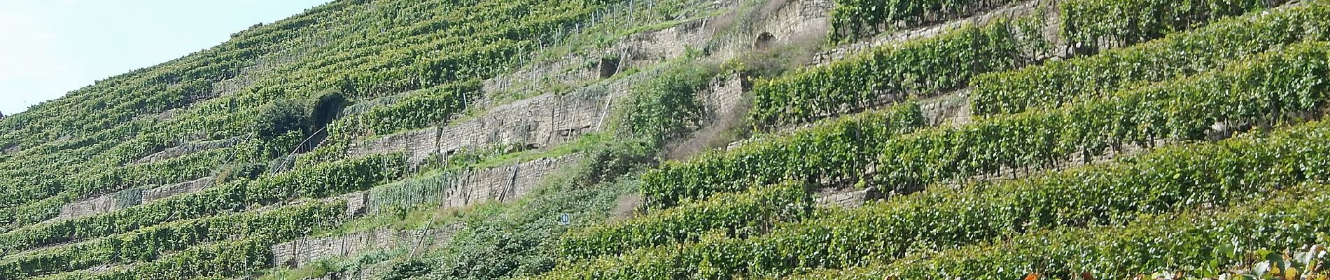 Tour Zu Fuß Lauffen am Neckar - Panoramaweg Hölderlin und Wein (RWW1) - Photo