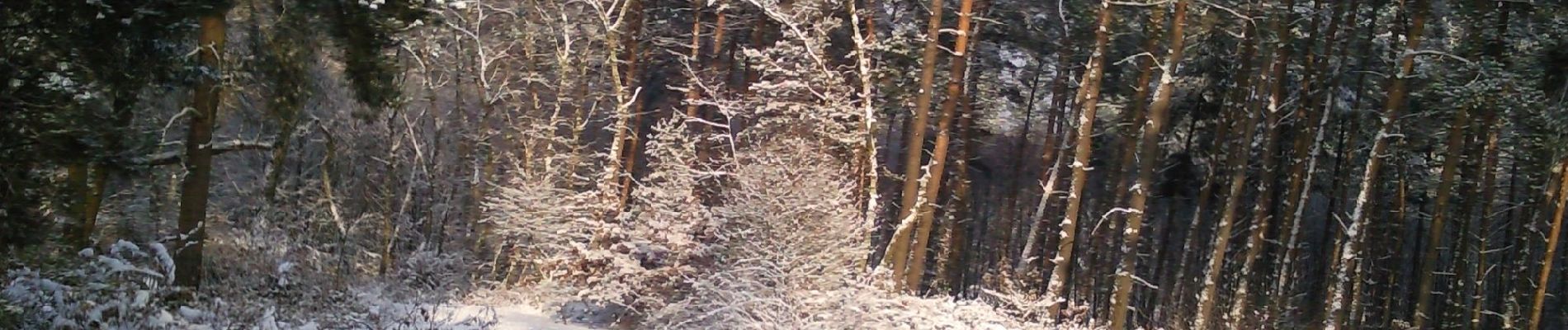 Tour Zu Fuß Oer-Erkenschwick - Mutter Wehner Rundweg A4 - Photo