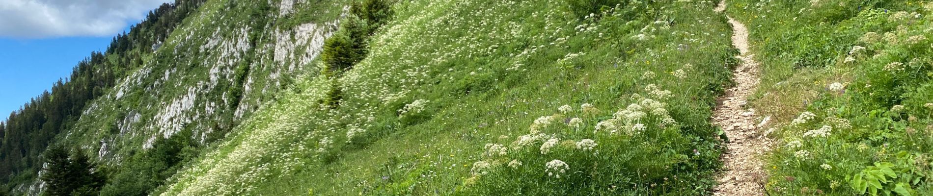 Tour Wandern Saint-Pierre-de-Chartreuse - Col des Aures 8 km - Photo