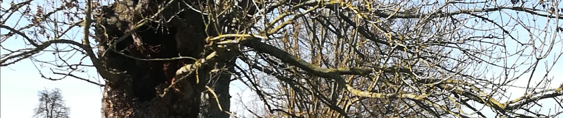 Randonnée Marche Aubel - Du chemin du diable aux tourniquets - Photo