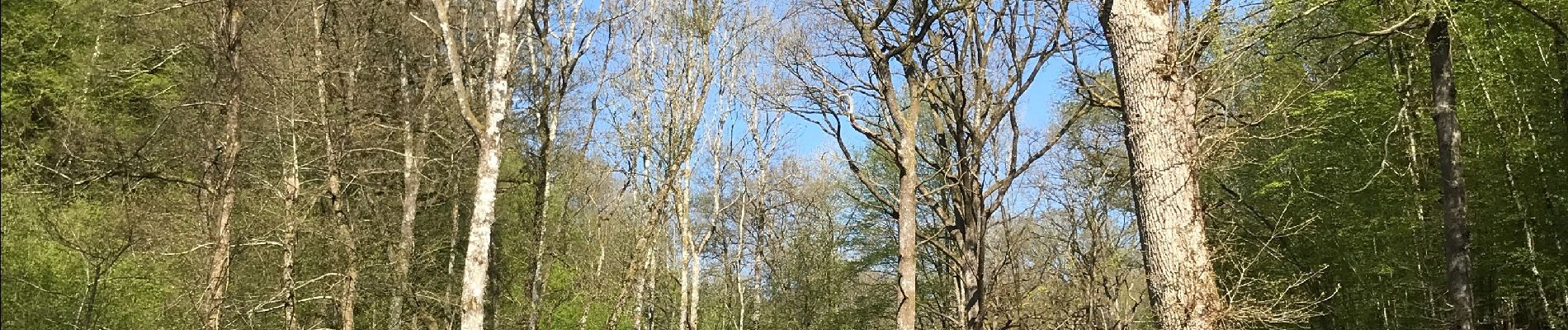 Tour Wandern Rochefort - Au départ de Montgauthier - Photo