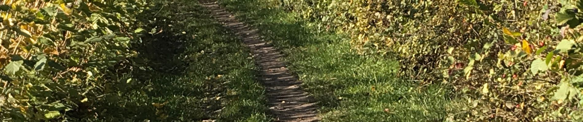 Tocht Stappen Olne - Balade des jonquilles Olne - Photo