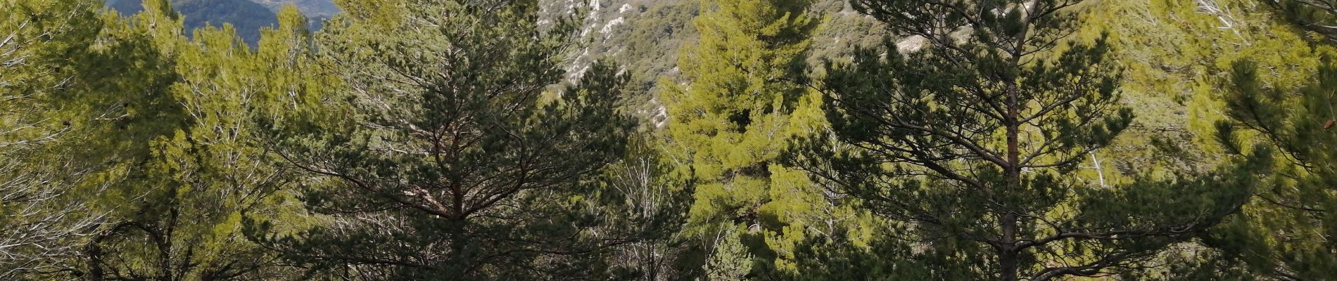 Tour Wandern Buis-les-Baronnies - le saint julien - Photo