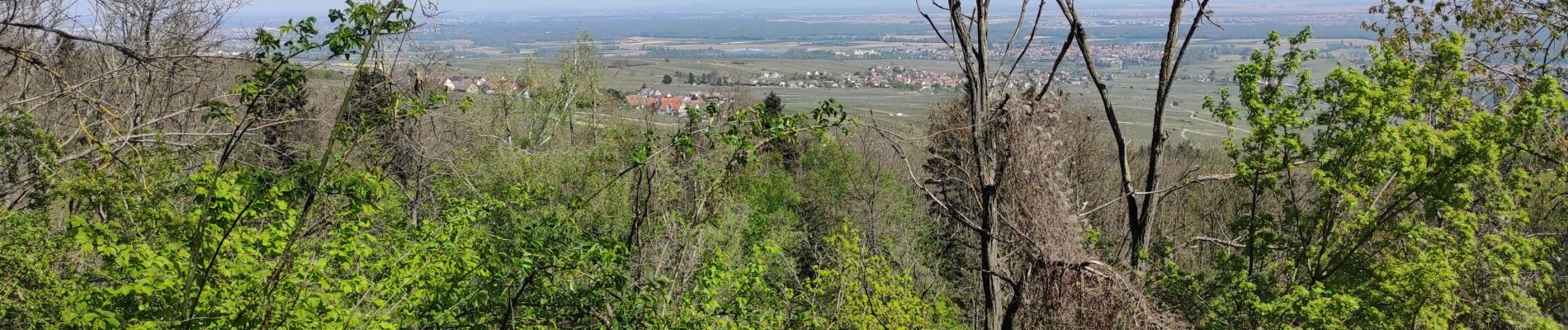 Excursión Senderismo Vœgtlinshoffen - Voeglinshofen  - Photo