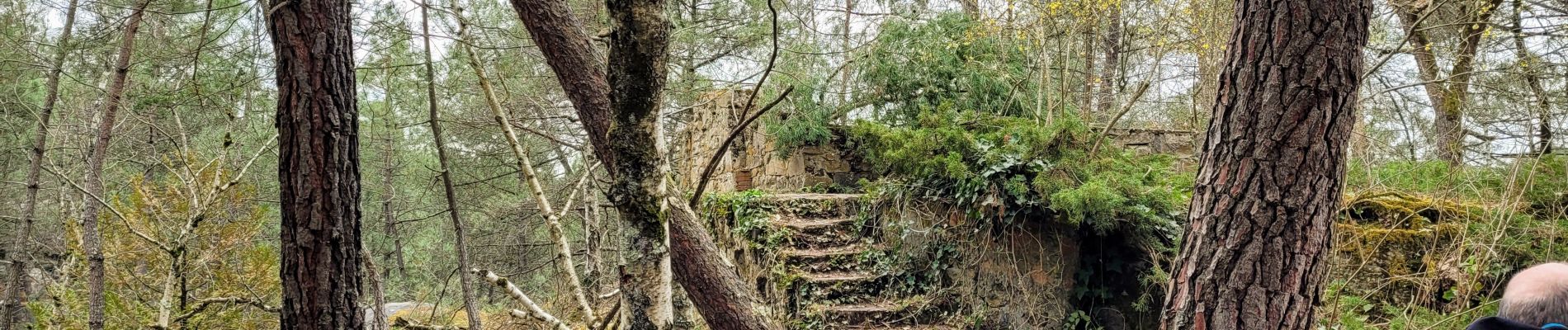 Tour Wandern Noisy-sur-École - Boucle les trois pignons Fontainebleau - Photo